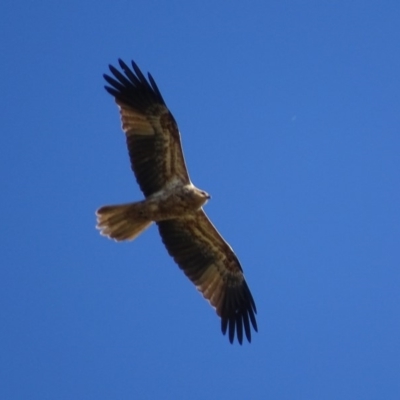 Haliastur sphenurus (Whistling Kite) at Jerrabomberra Wetlands - 6 May 2019 by roymcd