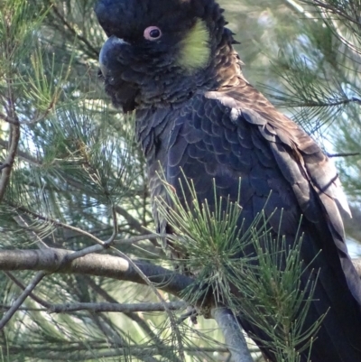 Zanda funerea (Yellow-tailed Black-Cockatoo) at Jerrabomberra Wetlands - 6 May 2019 by roymcd