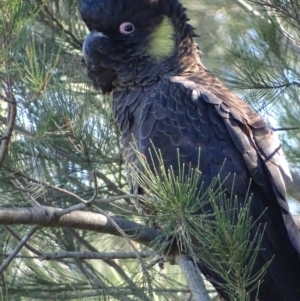 Zanda funerea at Fyshwick, ACT - 6 May 2019