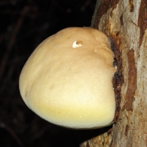 Laetiporus portentosus at Acton, ACT - 3 May 2019 11:09 AM