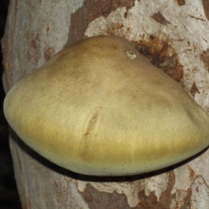 Hypogastrura sp. (genus) at Acton, ACT - 4 May 2019