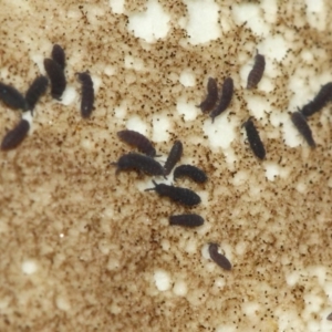 Hypogastrura sp. (genus) at Acton, ACT - 4 May 2019
