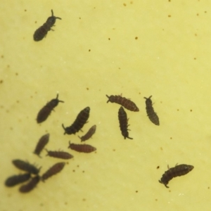 Hypogastrura sp. (genus) at Acton, ACT - 4 May 2019