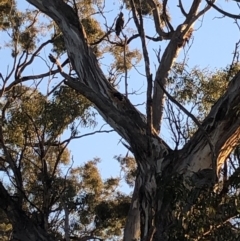 Callocephalon fimbriatum (Gang-gang Cockatoo) at Red Hill, ACT - 6 May 2019 by Thehappywanderer