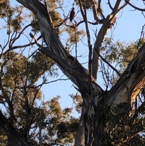 Callocephalon fimbriatum at Red Hill, ACT - 6 May 2019