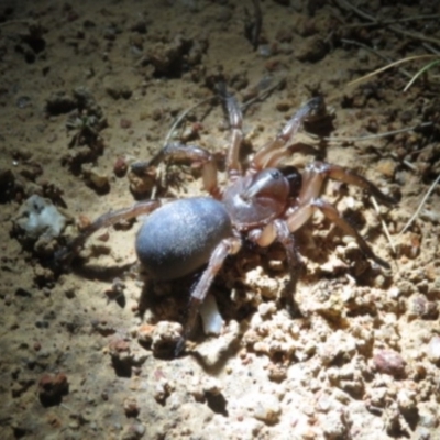 Stanwellia sp. (genus) (Trapdoor Spider) at Sutton, NSW - 2 Nov 2018 by BrianLR