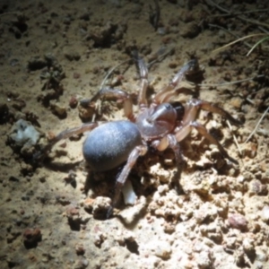 Nemesiidae (family) at Sutton, NSW - 2 Nov 2018