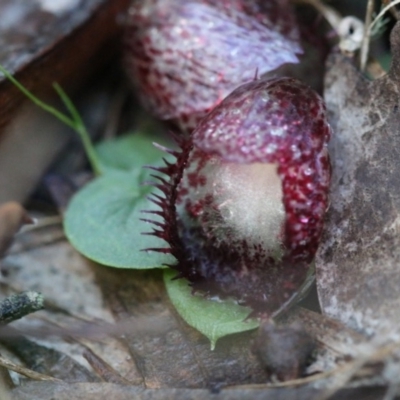 Corysanthes hispida (Bristly Helmet Orchid) at Mount Jerrabomberra - 4 May 2019 by PeterR