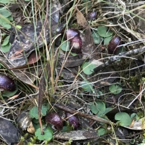 Corysanthes hispida at Jerrabomberra, NSW - suppressed