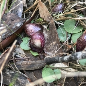 Corysanthes hispida at Jerrabomberra, NSW - suppressed