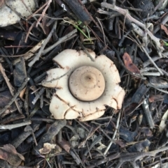 Geastrum sp. (Geastrum sp.) at Red Hill Nature Reserve - 4 May 2019 by LisaH