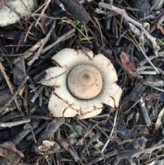 Geastrum sp. (Geastrum sp.) at Deakin, ACT - 4 May 2019 by LisaH