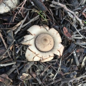 Geastrum sp. at Deakin, ACT - 4 May 2019