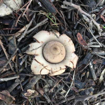 Geastrum sp. (Geastrum sp.) at Red Hill Nature Reserve - 4 May 2019 by LisaH