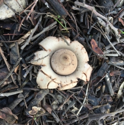 Geastrum sp. (genus) (An earthstar) at Deakin, ACT - 4 May 2019 by LisaH