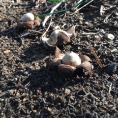 Geastrum sp. at Deakin, ACT - 4 May 2019