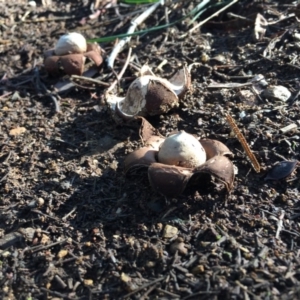 Geastrum sp. at Deakin, ACT - 4 May 2019 10:21 AM