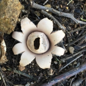 Geastrum sp. at Deakin, ACT - 4 May 2019