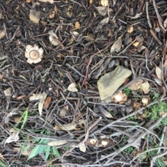 Geastrum sp. at Deakin, ACT - 4 May 2019