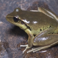 Litoria lesueuri (Lesueur's Tree-frog) at Lower Molonglo - 16 Mar 2019 by danswell