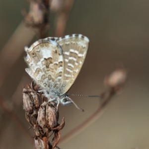 Theclinesthes serpentata at Burra, NSW - 21 Apr 2019
