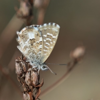 Theclinesthes serpentata (Saltbush Blue) at Burra, NSW - 21 Apr 2019 by PeterR