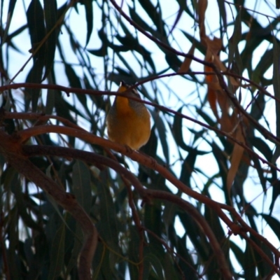 Pardalotus punctatus (Spotted Pardalote) at Red Hill, ACT - 6 May 2019 by LisaH