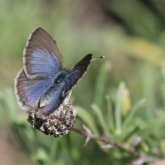 Zizina otis (Common Grass-Blue) at Googong Foreshore - 24 Apr 2019 by PeterR