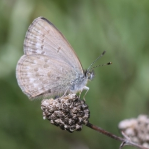 Zizina otis at Burra, NSW - 24 Apr 2019 11:03 AM