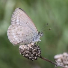 Zizina otis at Burra, NSW - 24 Apr 2019