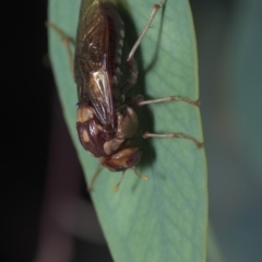 Pergagrapta polita (Sawfly) at Block 402 - 10 Mar 2019 by danswell