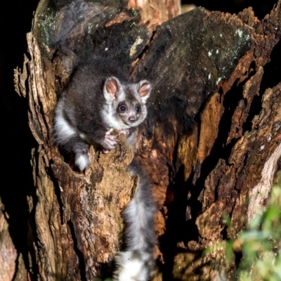 Petauroides volans (Greater Glider) at Bombay, NSW - 22 Dec 2018 by TyrieStarrs