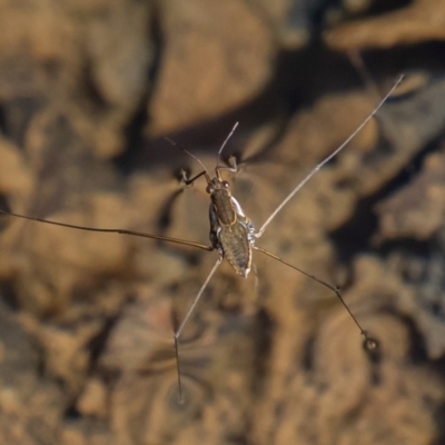 Gerridae (family) (Unidentified water strider) at Cotter River, ACT - 20 Apr 2019 by rawshorty