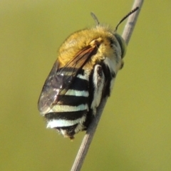 Amegilla (Zonamegilla) asserta (Blue Banded Bee) at Tuggeranong DC, ACT - 12 Mar 2019 by MichaelBedingfield