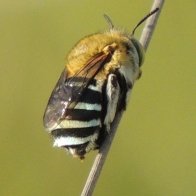 Amegilla (Zonamegilla) asserta (Blue Banded Bee) at Tuggeranong DC, ACT - 12 Mar 2019 by MichaelBedingfield