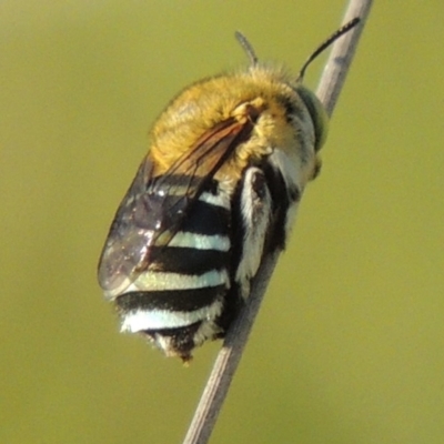 Amegilla (Zonamegilla) asserta (Blue Banded Bee) at Tuggeranong DC, ACT - 12 Mar 2019 by michaelb