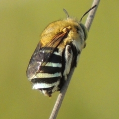 Amegilla (Zonamegilla) asserta (Blue Banded Bee) at Tuggeranong DC, ACT - 12 Mar 2019 by michaelb