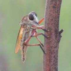 Colepia ingloria (A robber fly) at Tuggeranong DC, ACT - 12 Mar 2019 by michaelb