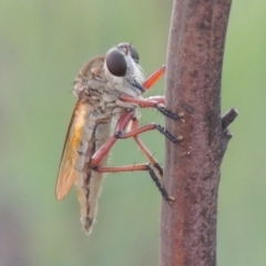 Colepia ingloria (A robber fly) at Tuggeranong DC, ACT - 12 Mar 2019 by MichaelBedingfield