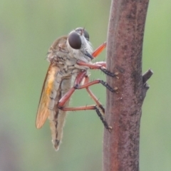 Colepia ingloria (A robber fly) at Point Hut to Tharwa - 12 Mar 2019 by michaelb