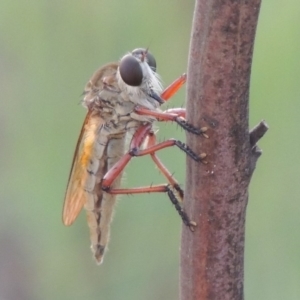 Colepia ingloria at Tuggeranong DC, ACT - 12 Mar 2019