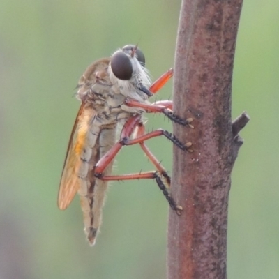 Colepia ingloria (A robber fly) at Point Hut to Tharwa - 12 Mar 2019 by michaelb