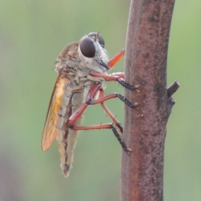 Colepia ingloria (A robber fly) at Tuggeranong DC, ACT - 12 Mar 2019 by MichaelBedingfield