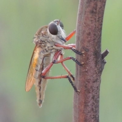 Colepia ingloria (A robber fly) at Tuggeranong DC, ACT - 12 Mar 2019 by michaelb