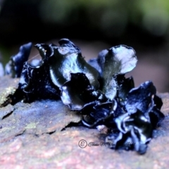 Unidentified Fungus at Box Cutting Rainforest Walk - 3 May 2019 by Teresa