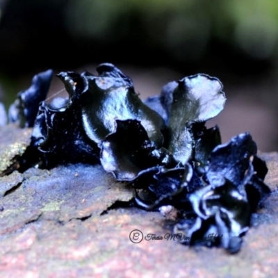 Unverified Fungus at Kianga, NSW - 4 May 2019 by Teresa