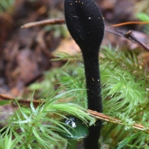 Trichoglossum hirsutum at Box Cutting Rainforest Walk - 4 May 2019