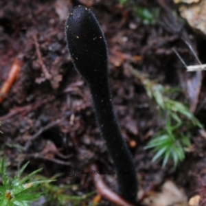 Trichoglossum hirsutum at Box Cutting Rainforest Walk - 4 May 2019 12:00 AM