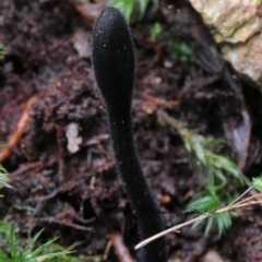 Trichoglossum hirsutum at Box Cutting Rainforest Walk - 4 May 2019 12:00 AM