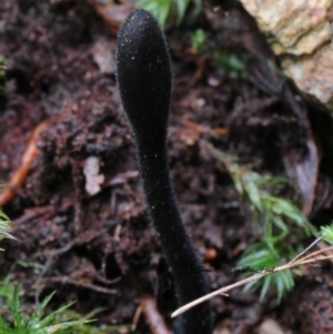 Trichoglossum hirsutum at Box Cutting Rainforest Walk - 4 May 2019